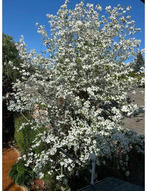 Detail Gallery Image 71 of 91 For 2321 H St, Sacramento,  CA 95816 - 4 Beds | 2 Baths