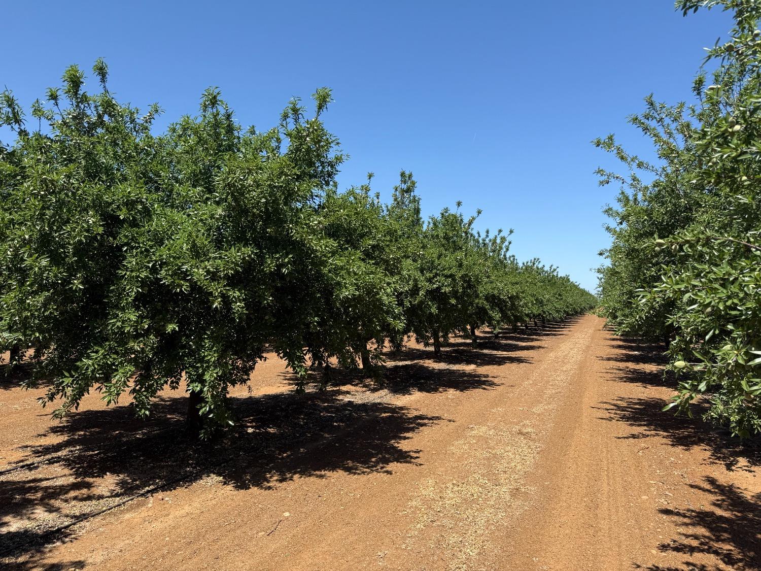 Little Panoche Road, Firebaugh, California image 5