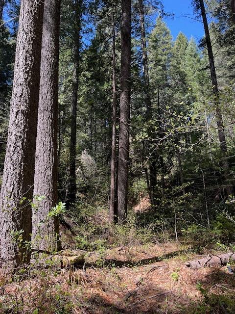 Juniper Lane, Strawberry Valley, California image 4