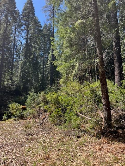 Juniper Lane, Strawberry Valley, California image 6