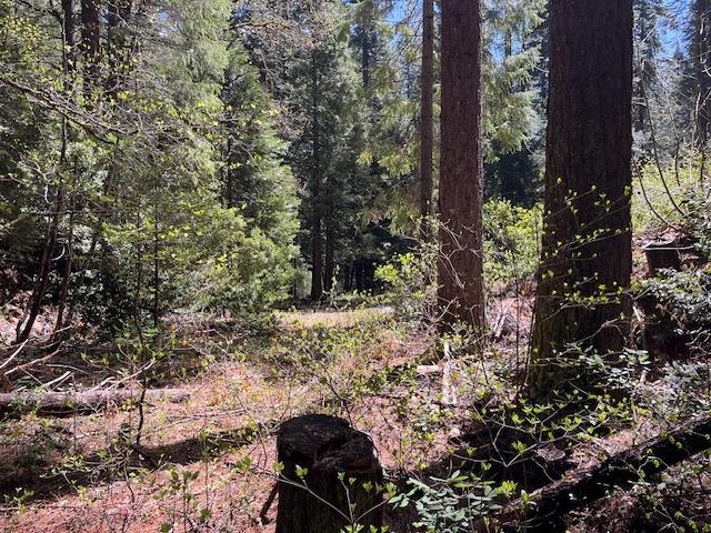 Juniper Lane, Strawberry Valley, California image 5