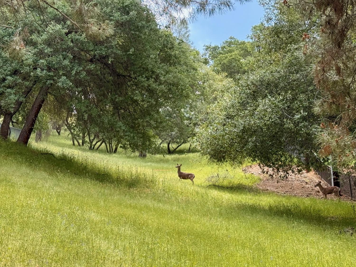 Castec Way, El Dorado Hills, California image 5