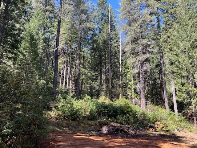Juniper Lane, Strawberry Valley, California image 12