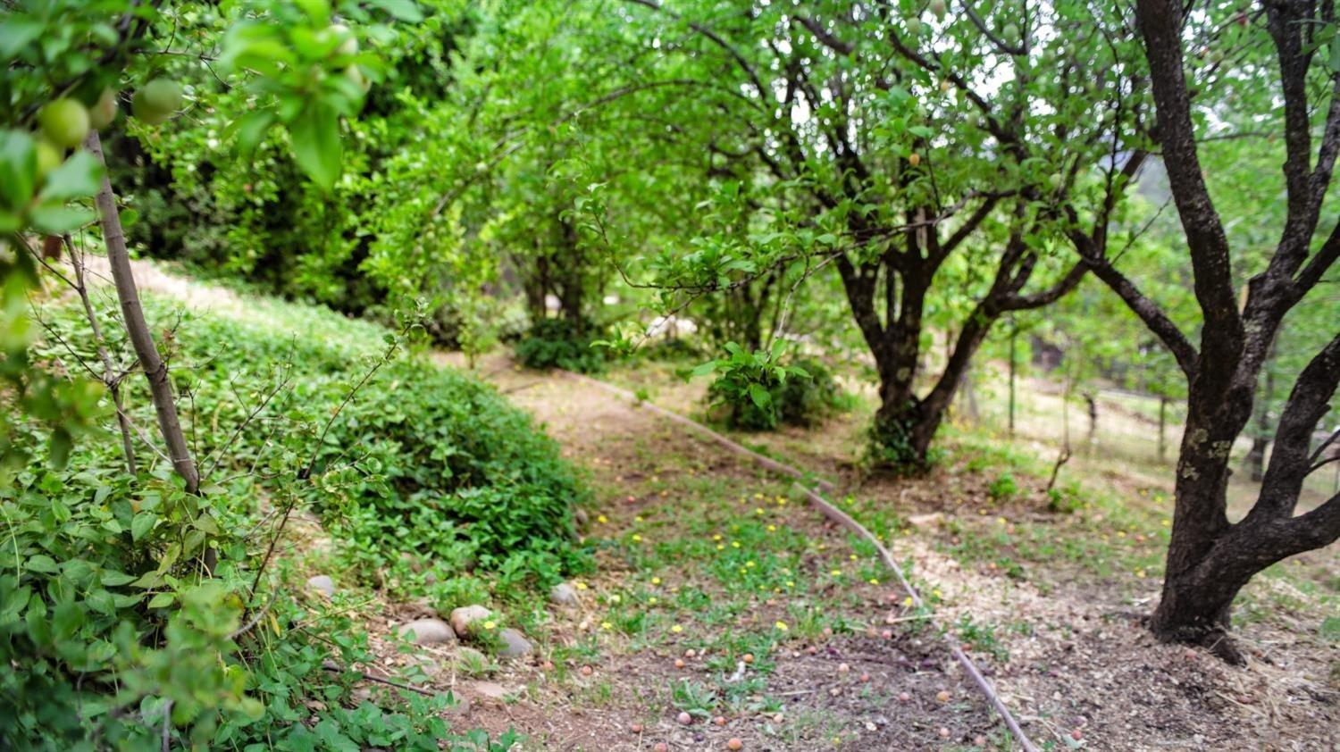 Garden Park Drive, Garden Valley, California image 23
