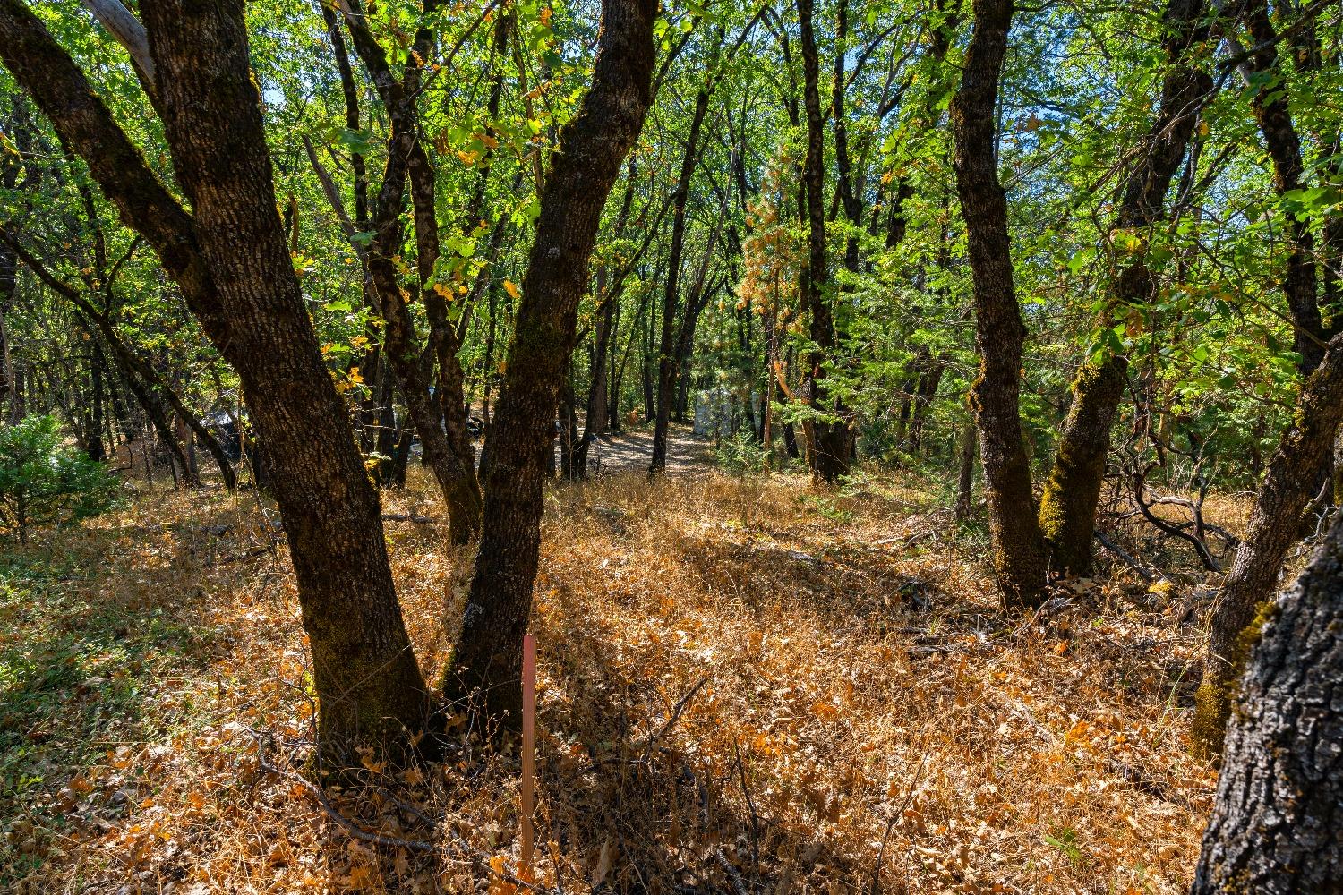 Kuntz Court, Nevada City, California image 23