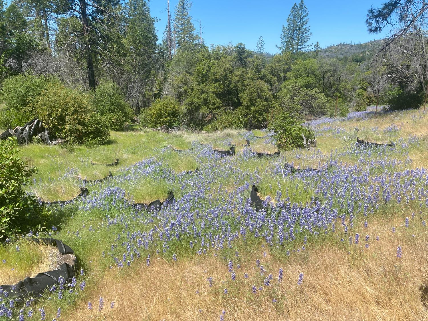 Hecker Way, Oroville, California image 2