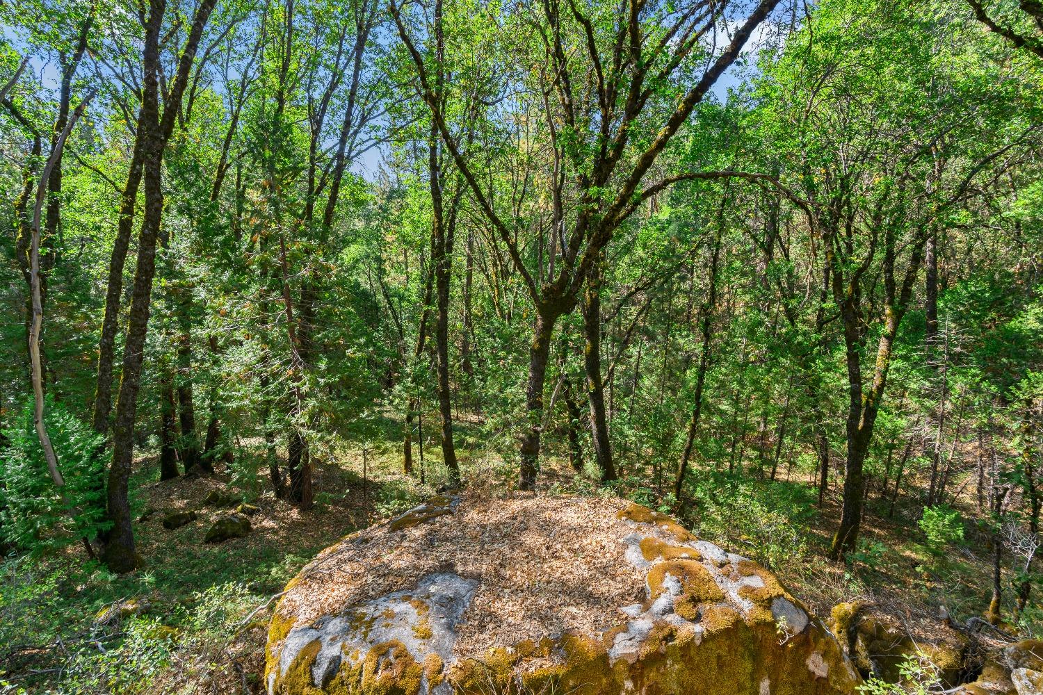 Kuntz Court, Nevada City, California image 34