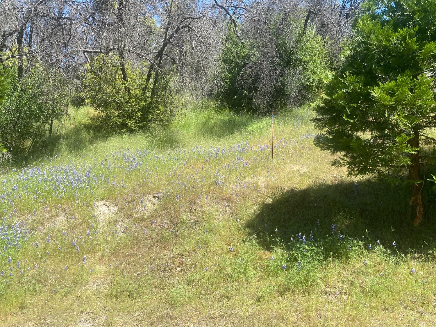 Hecker Way, Oroville, California image 3