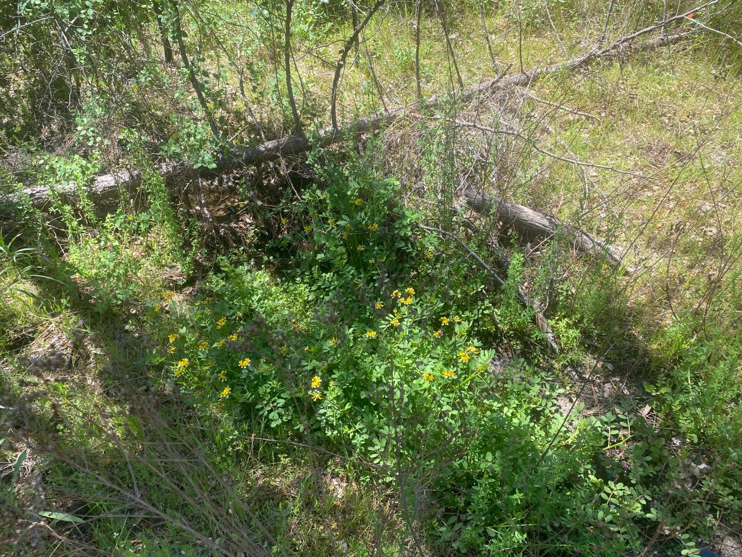Hecker Way, Oroville, California image 7