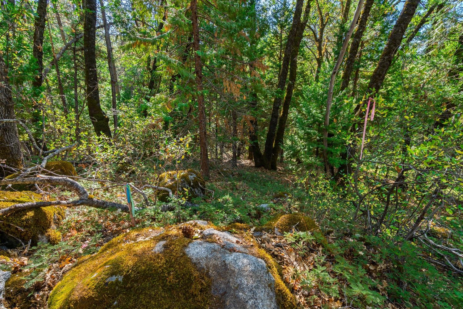 Kuntz Court, Nevada City, California image 31