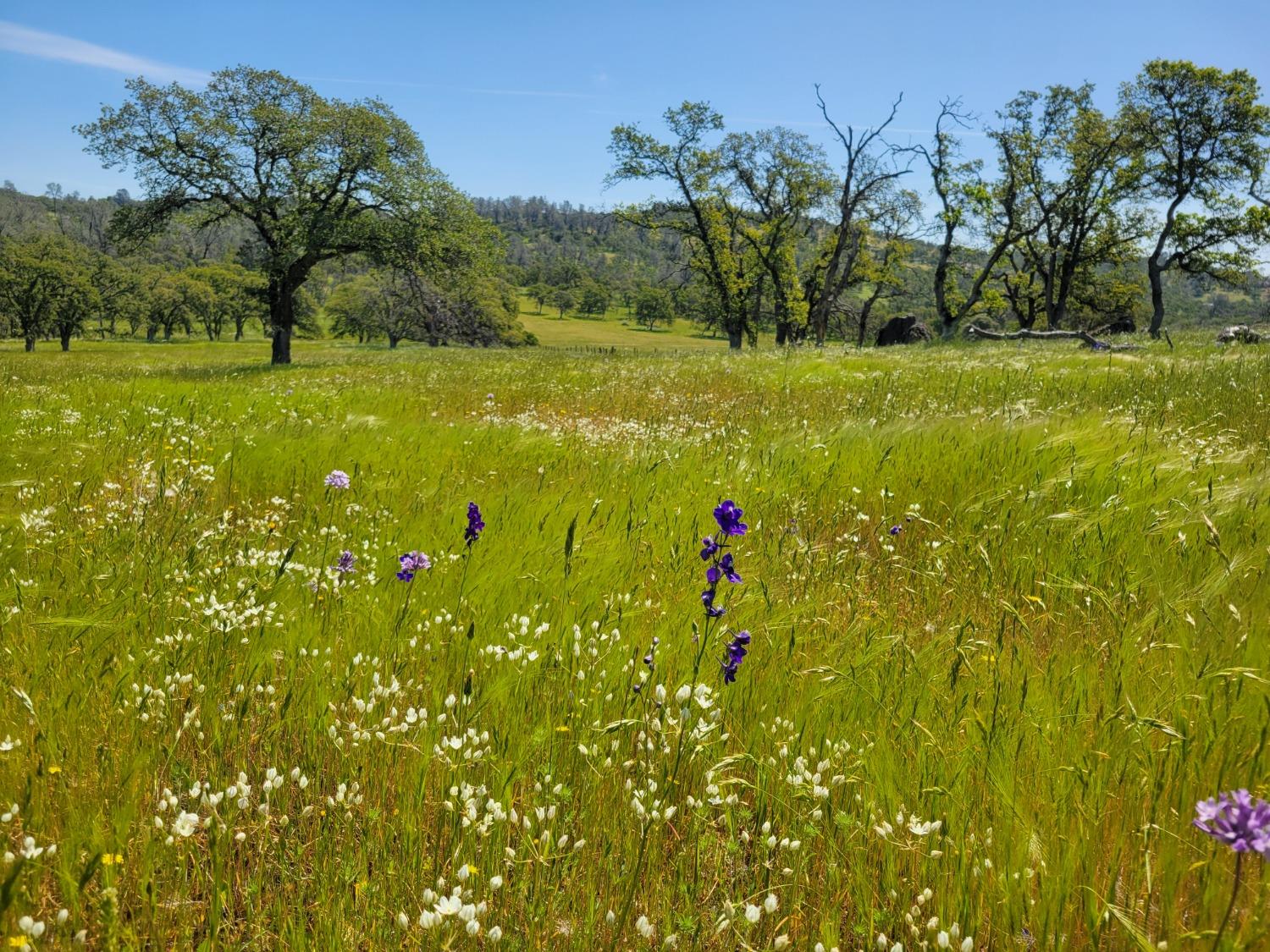 Hammonton Bluff Parcel 8, Smartsville, California image 4