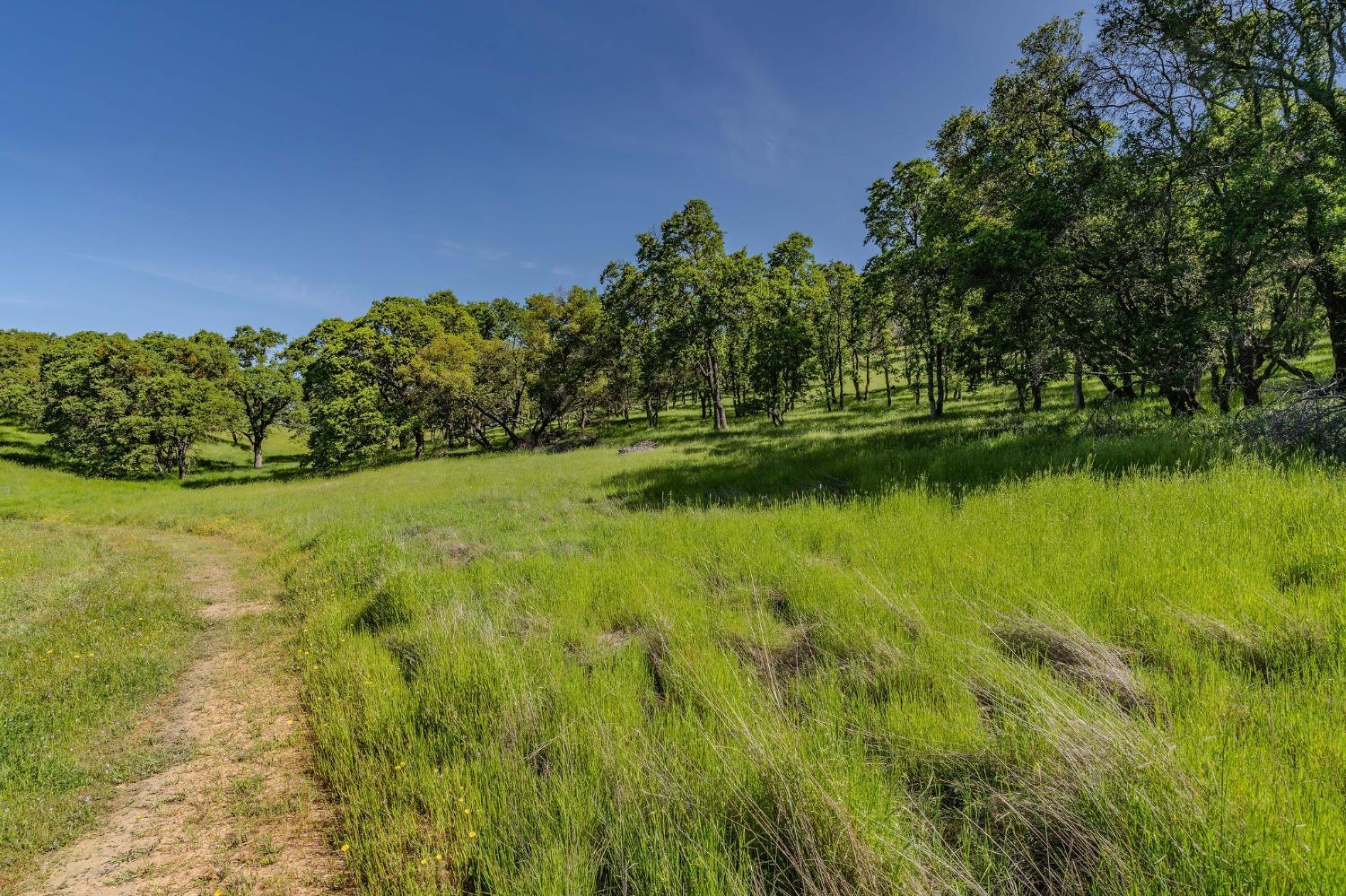 Sunset Drive, Sutter Creek, California image 10