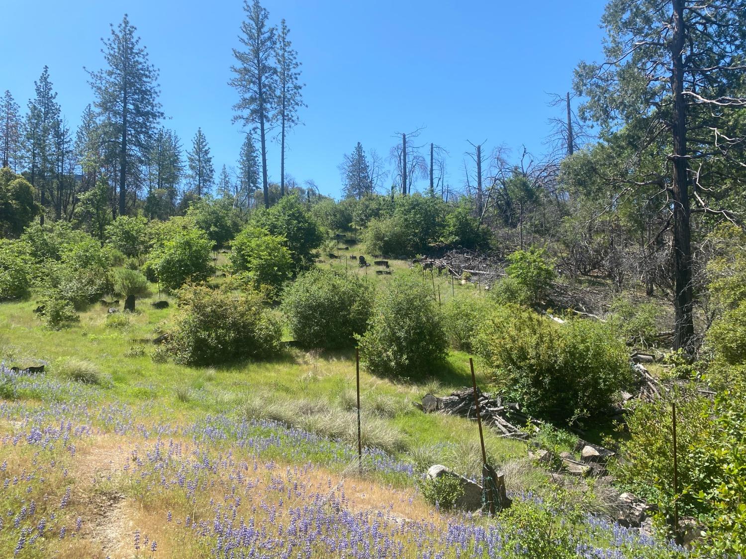 Hecker Way, Oroville, California image 1