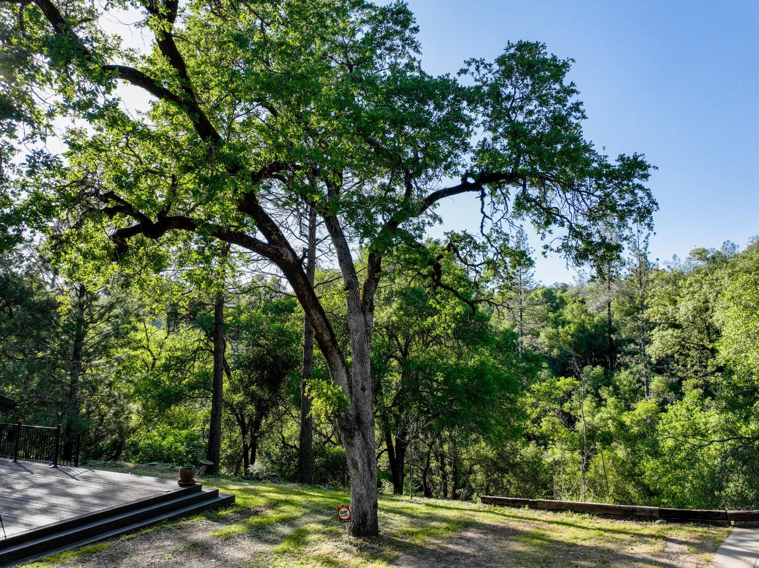 Tom Ray Dr, Grass Valley, California image 41