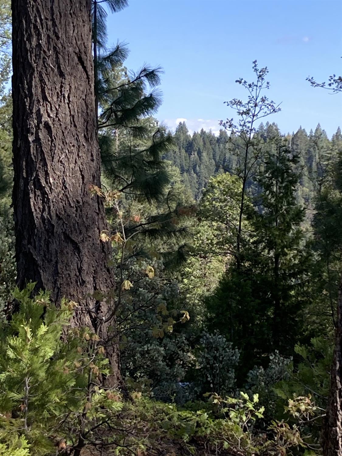 Sugar Pine Road, Alta, California image 2