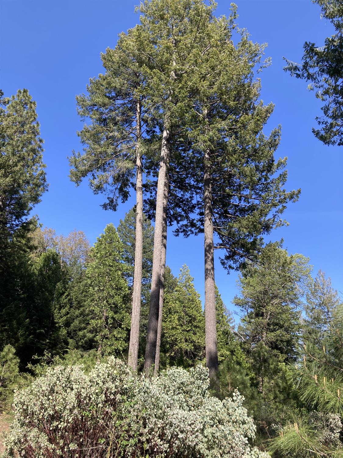Sugar Pine Road, Alta, California image 5