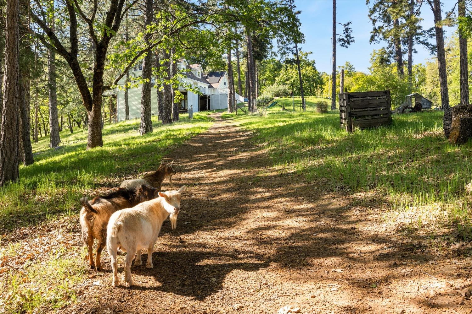 Kruk Trail, Placerville, California image 9