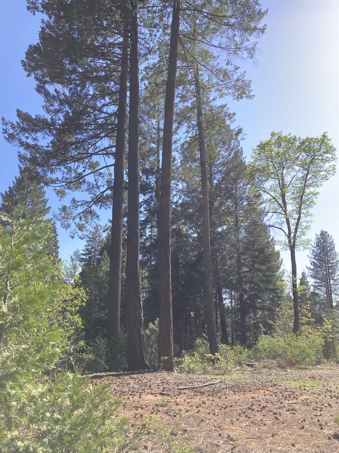 Sugar Pine Road, Alta, California image 9