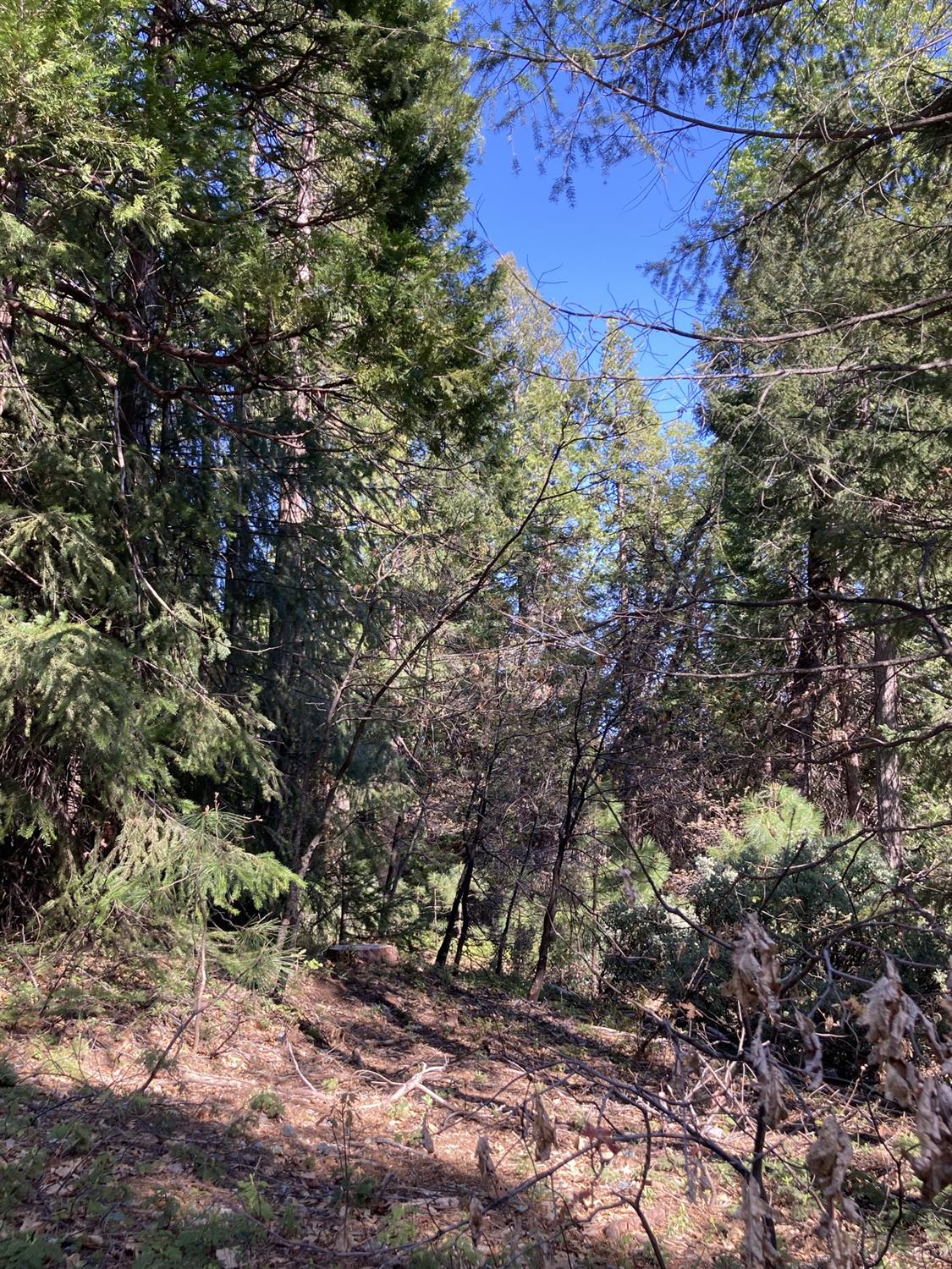 Sugar Pine Road, Alta, California image 18