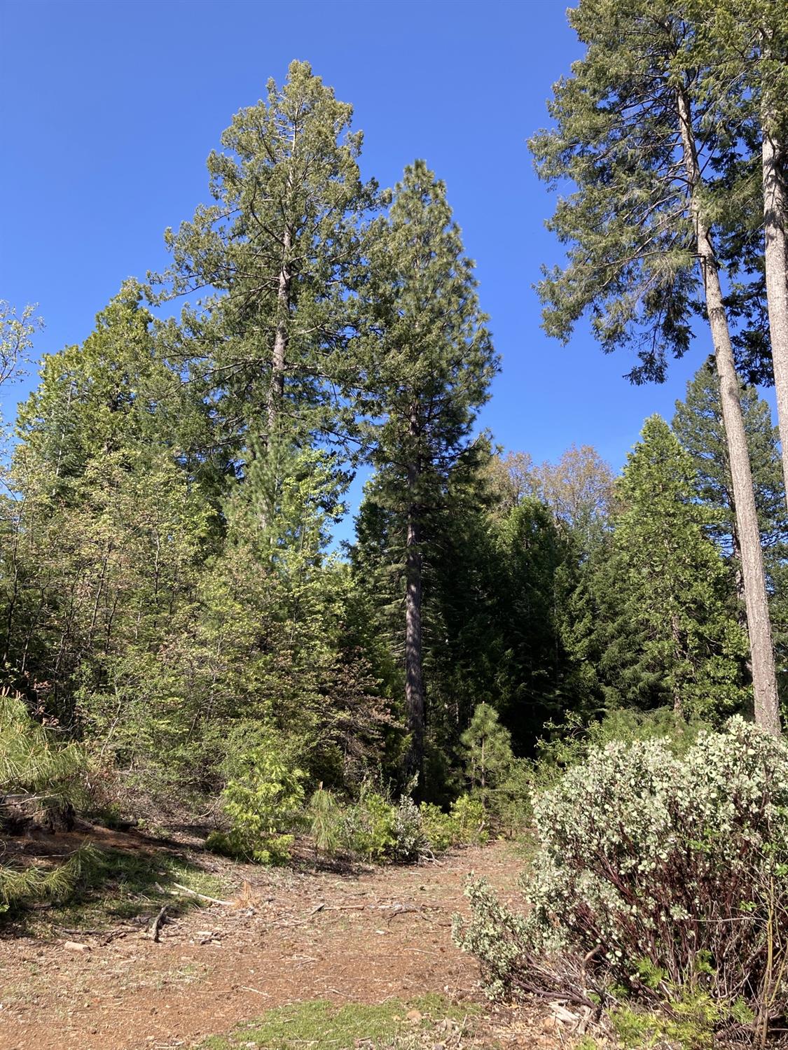 Sugar Pine Road, Alta, California image 6
