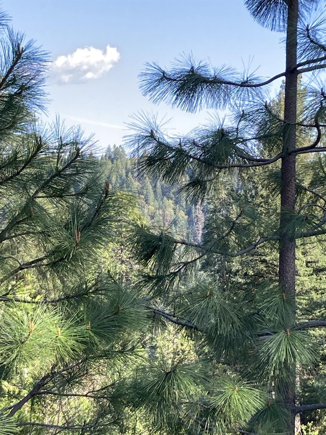 Sugar Pine Road, Alta, California image 12