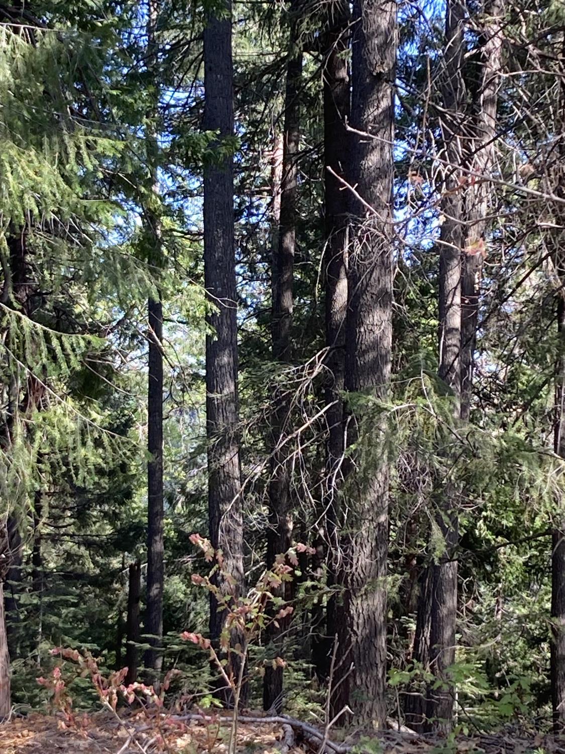 Sugar Pine Road, Alta, California image 13