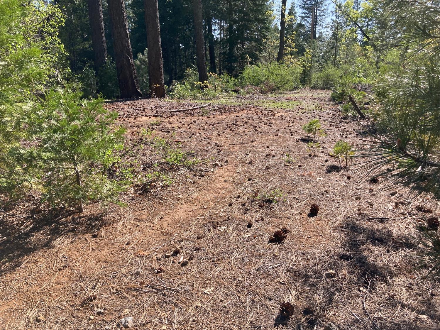 Sugar Pine Road, Alta, California image 7