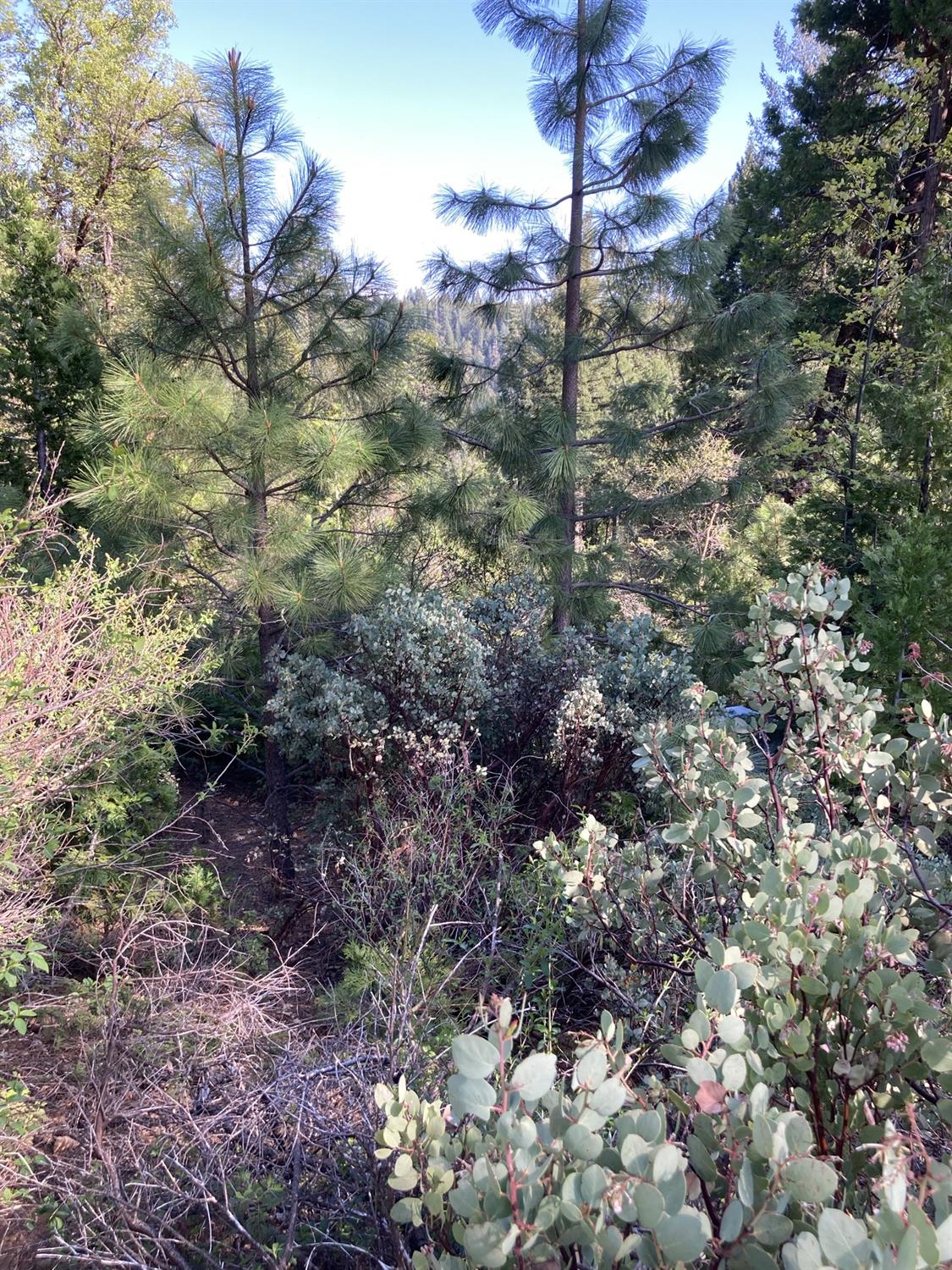 Sugar Pine Road, Alta, California image 11