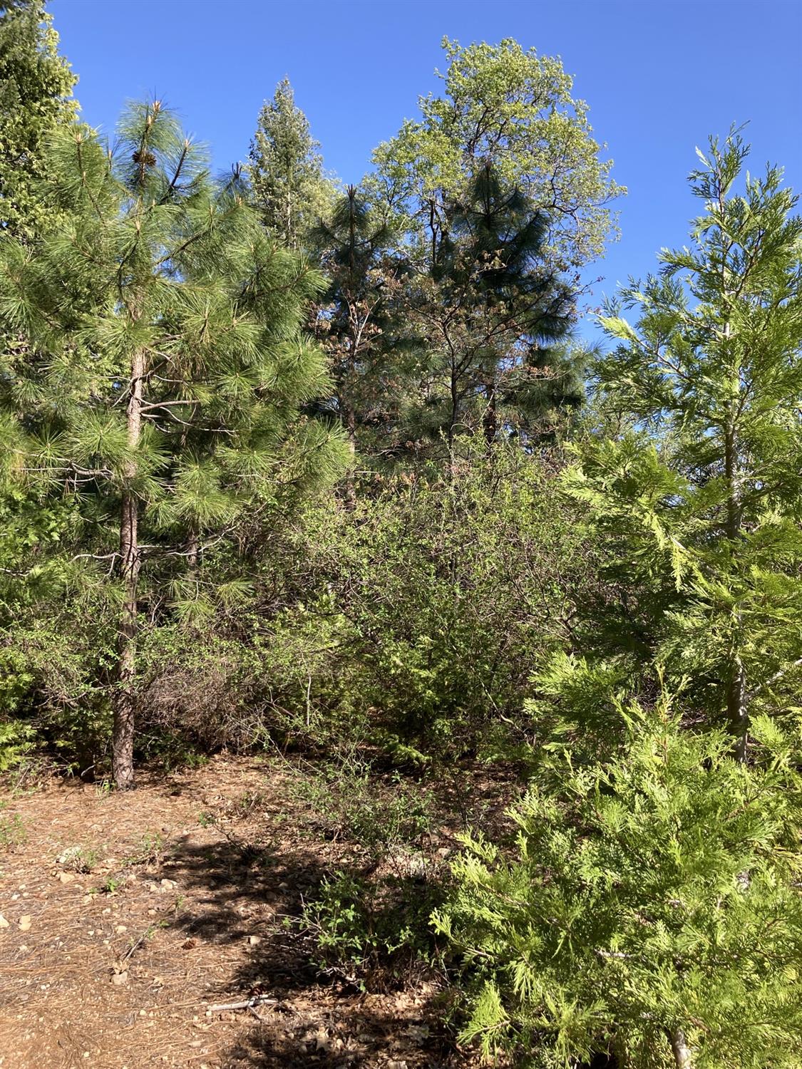 Sugar Pine Road, Alta, California image 10
