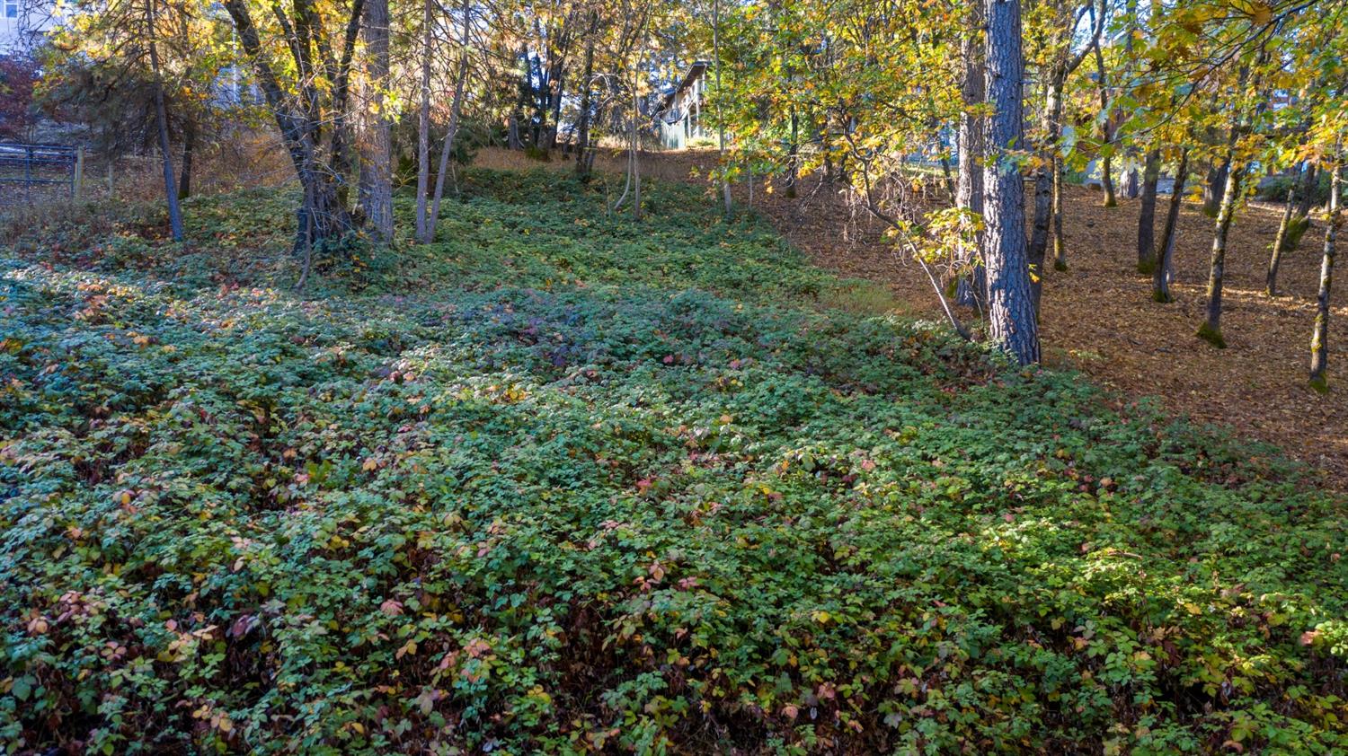 Sierra Blanca Court, Grass Valley, California image 9