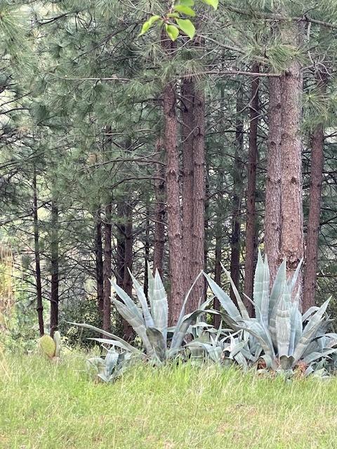 Detail Gallery Image 45 of 68 For 3188 One Eye Creek Rd, Placerville,  CA 95667 - 3 Beds | 2 Baths
