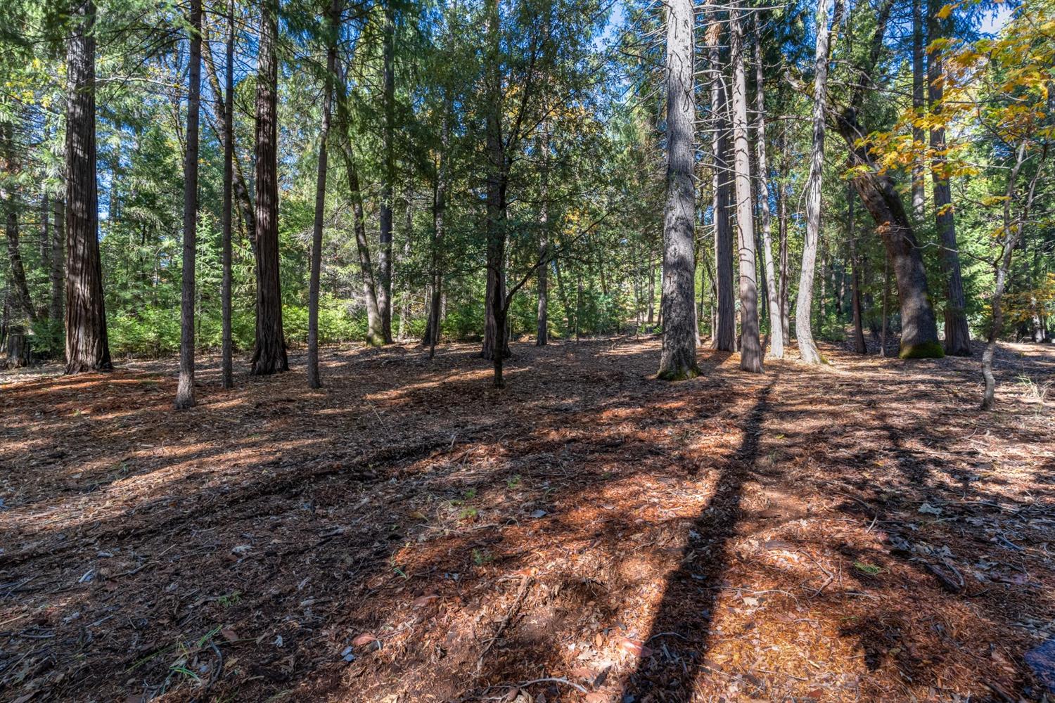 Gemini Court, Nevada City, California image 9
