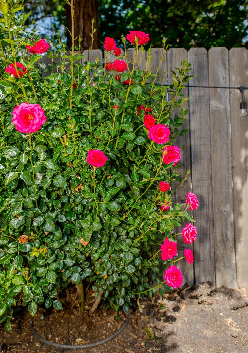 Detail Gallery Image 41 of 58 For 148 Glacier St, Woodland,  CA 95695 - 3 Beds | 2 Baths