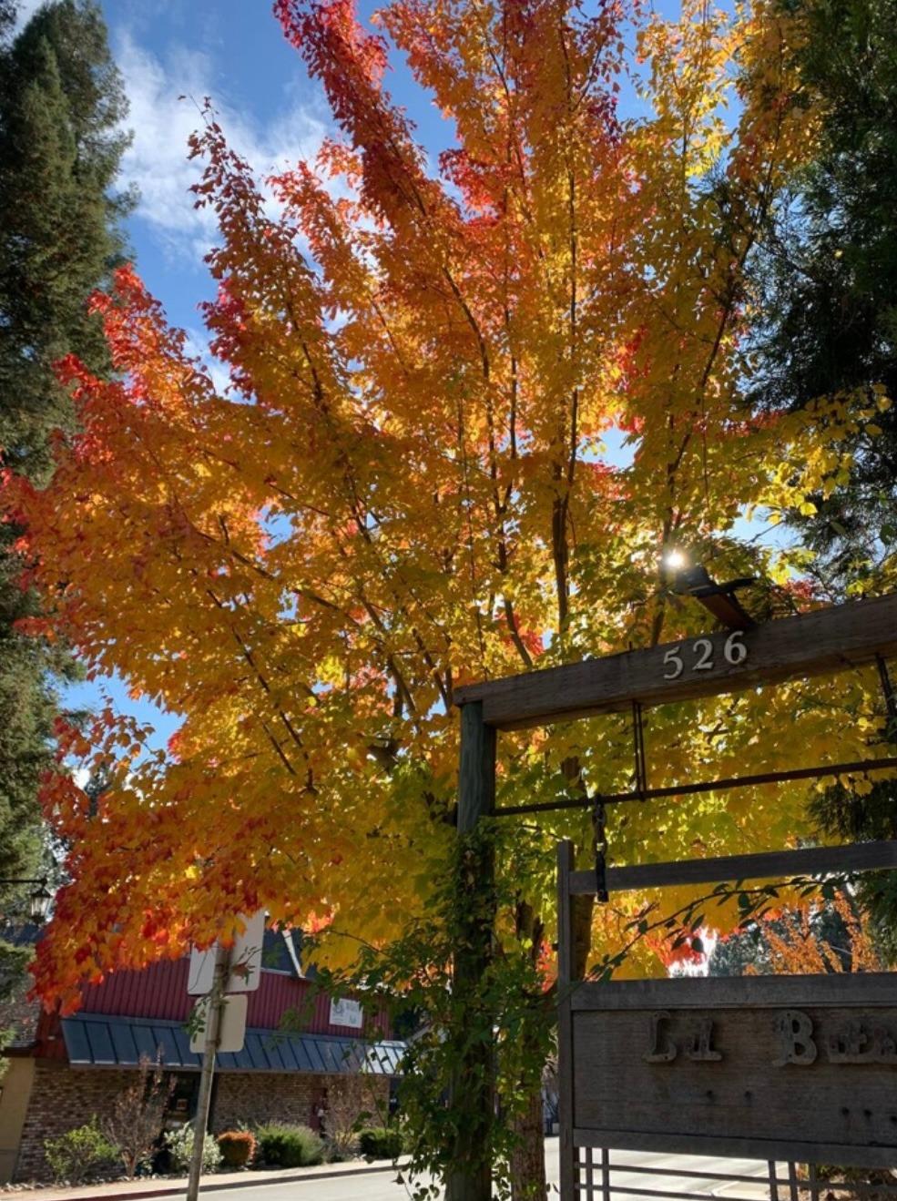 Detail Gallery Image 47 of 68 For 526 Mill St, Grass Valley,  CA 95945 - – Beds | – Baths