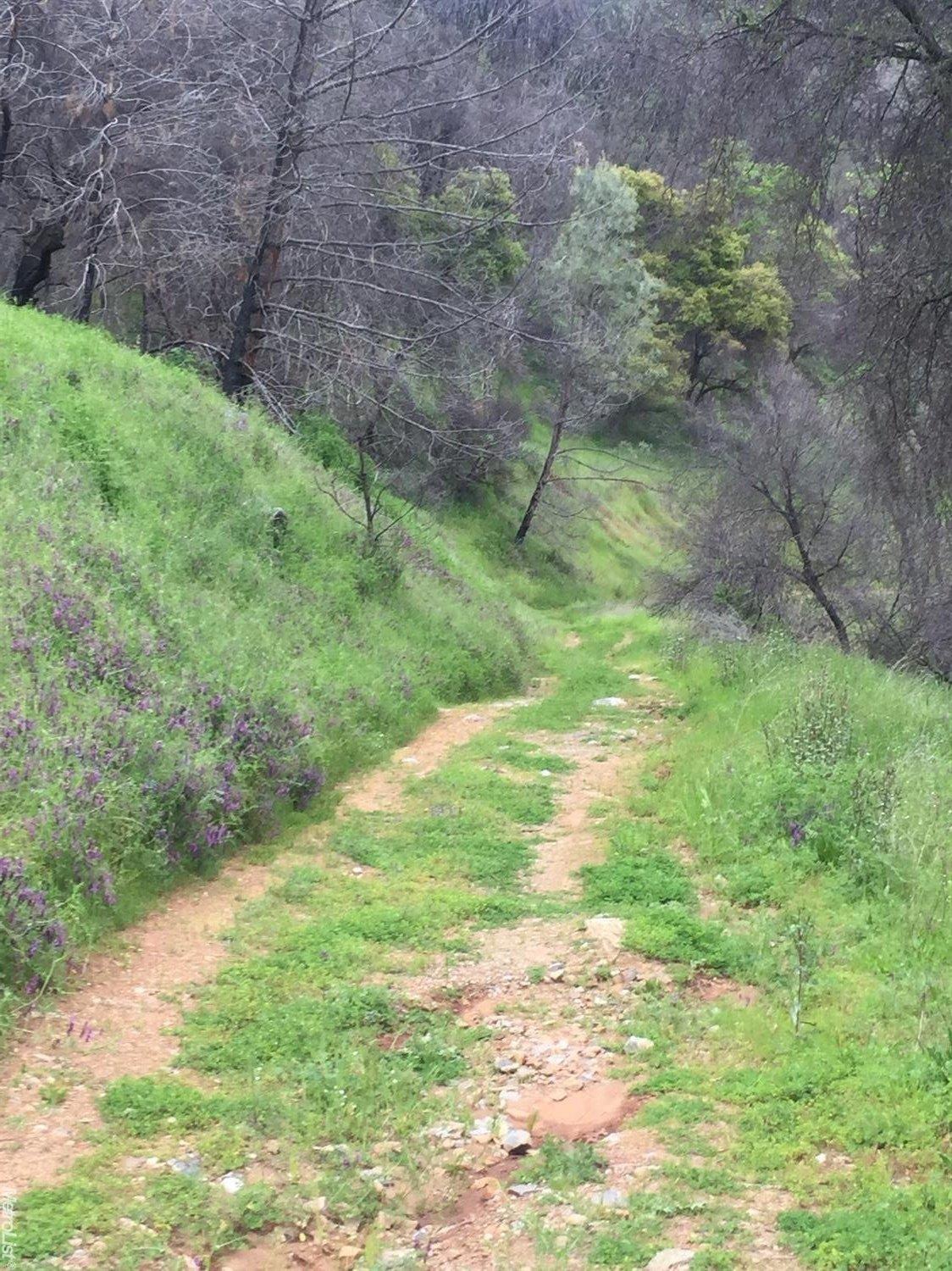 Ponderosa Way, Mokelumne Hill, California image 2