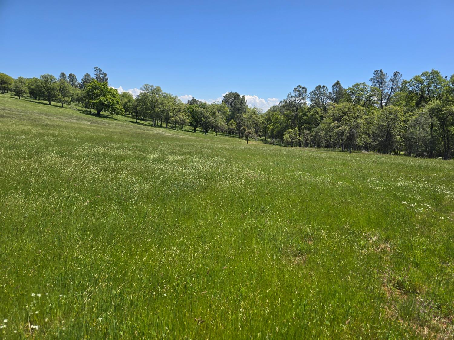 Detail Gallery Image 65 of 78 For 5963 Schilling Rd, Coulterville,  CA 95311 - 3 Beds | 2/1 Baths