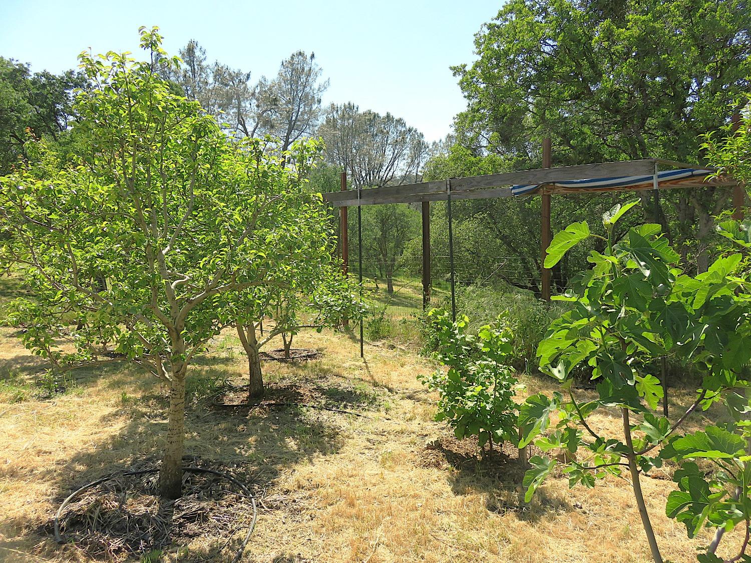 Detail Gallery Image 63 of 98 For 3528 Appaloosa Way, Angels Camp,  CA 95222 - 3 Beds | 2 Baths
