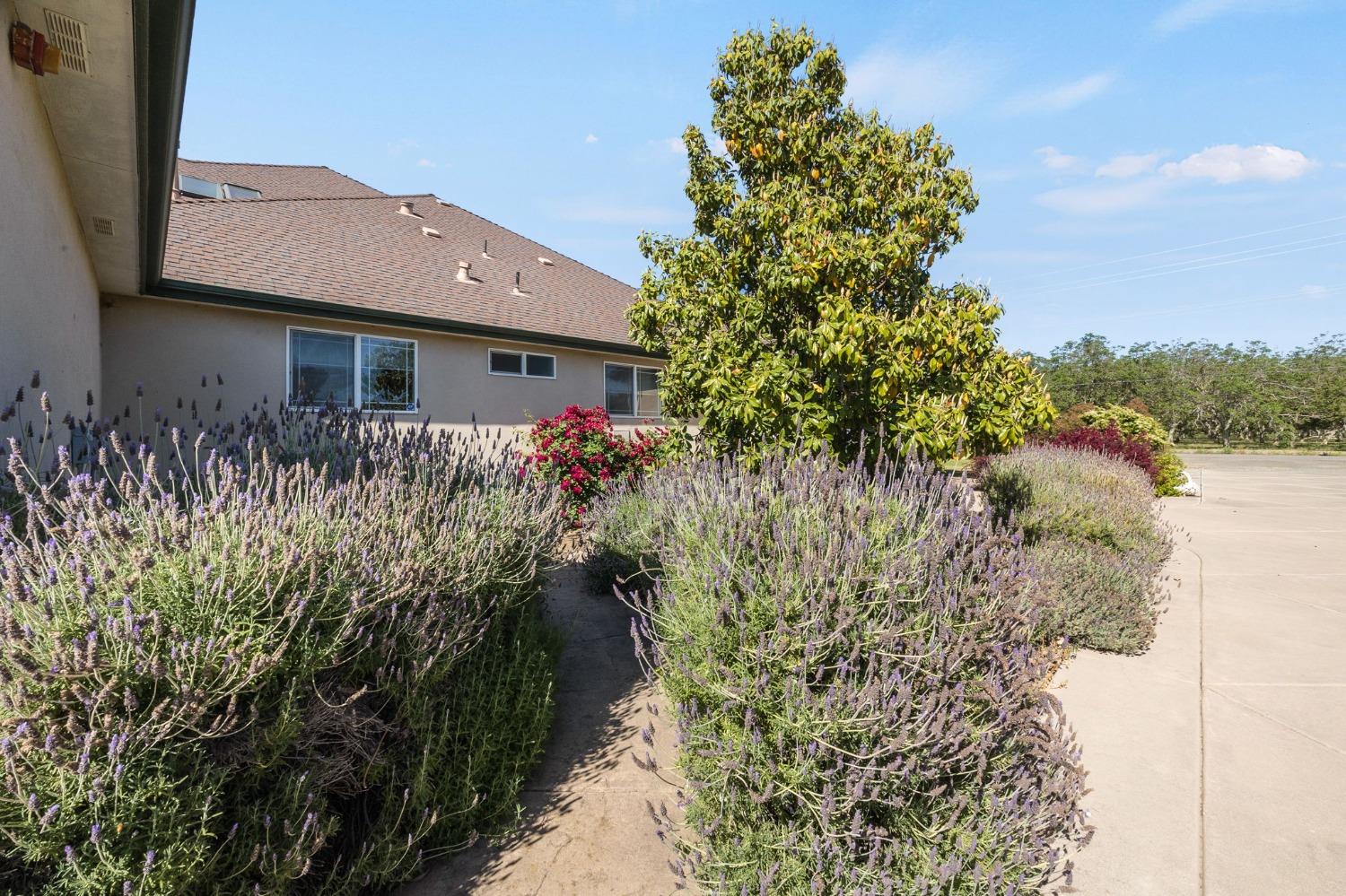 Detail Gallery Image 7 of 93 For 2888 County Road 89, Dunnigan,  CA 95937 - 3 Beds | 3 Baths
