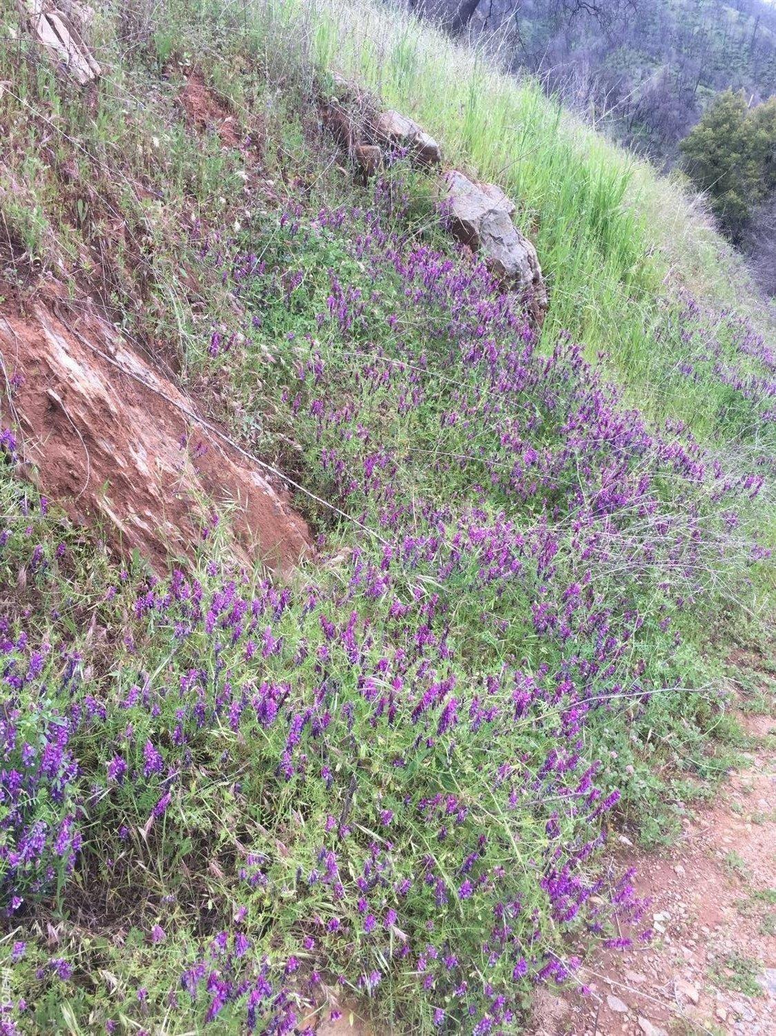 Ponderosa Way, Mokelumne Hill, California image 4