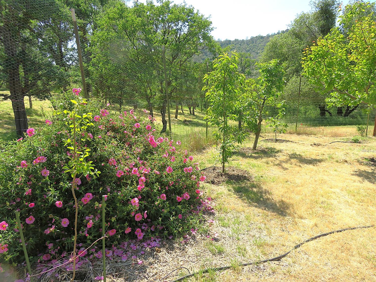 Detail Gallery Image 62 of 98 For 3528 Appaloosa Way, Angels Camp,  CA 95222 - 3 Beds | 2 Baths
