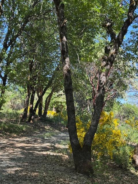 Detail Gallery Image 7 of 11 For 13452 Tyler Foote Rd, Nevada City,  CA 95959 - – Beds | – Baths