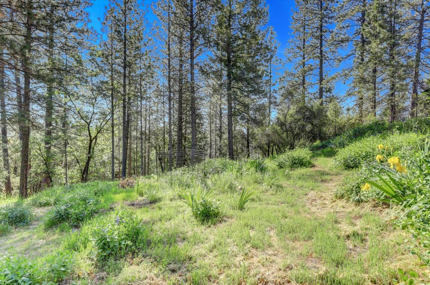 Detail Gallery Image 51 of 61 For 1075 Pine Vista Ln, Meadow Vista,  CA 95722 - 3 Beds | 2 Baths