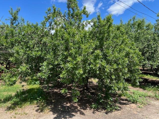 Detail Gallery Image 7 of 16 For 2901 Youngstown Rd, Turlock,  CA 95380 - – Beds | – Baths