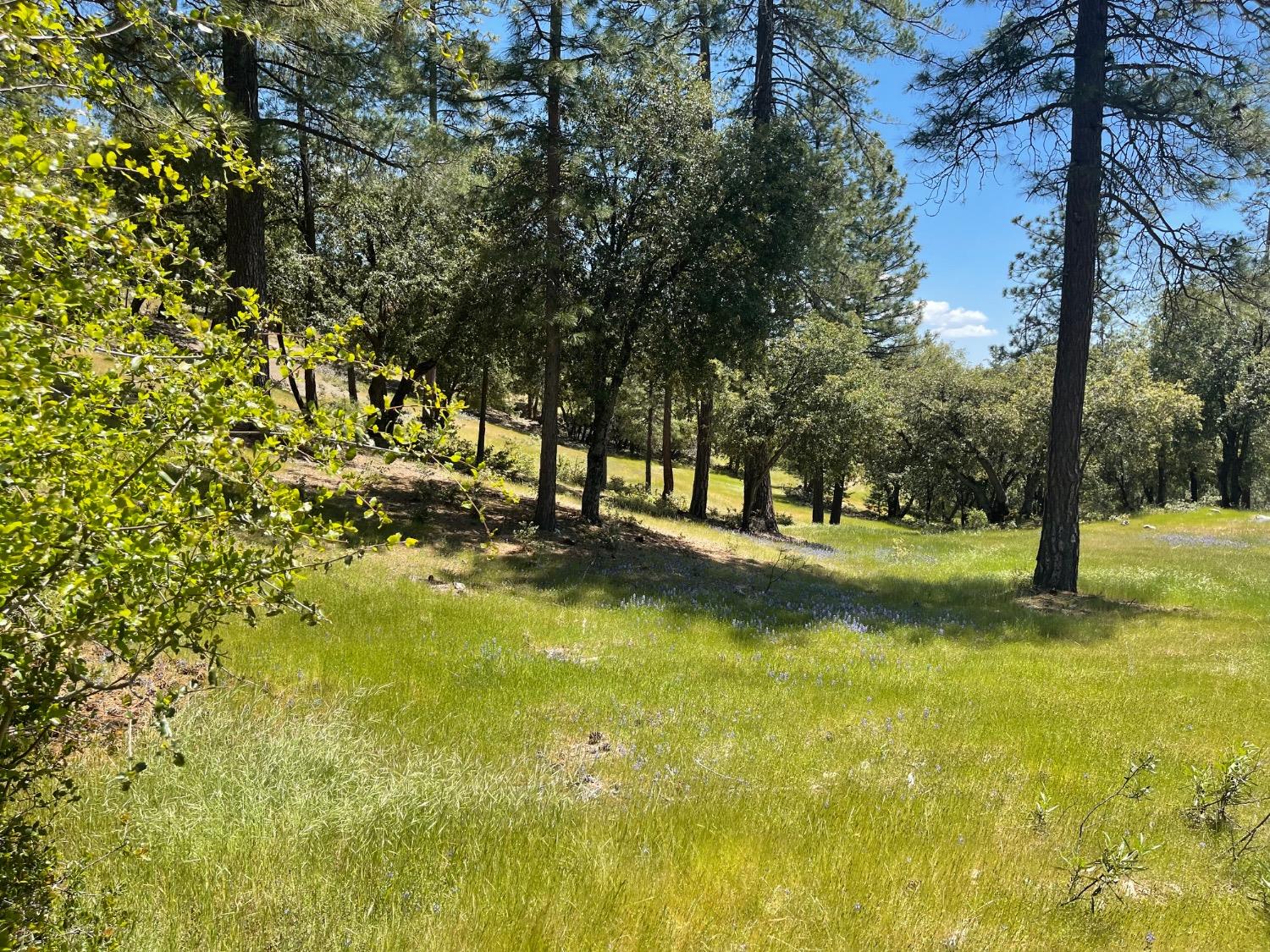 Fiske Hill Road, Coulterville, California image 16