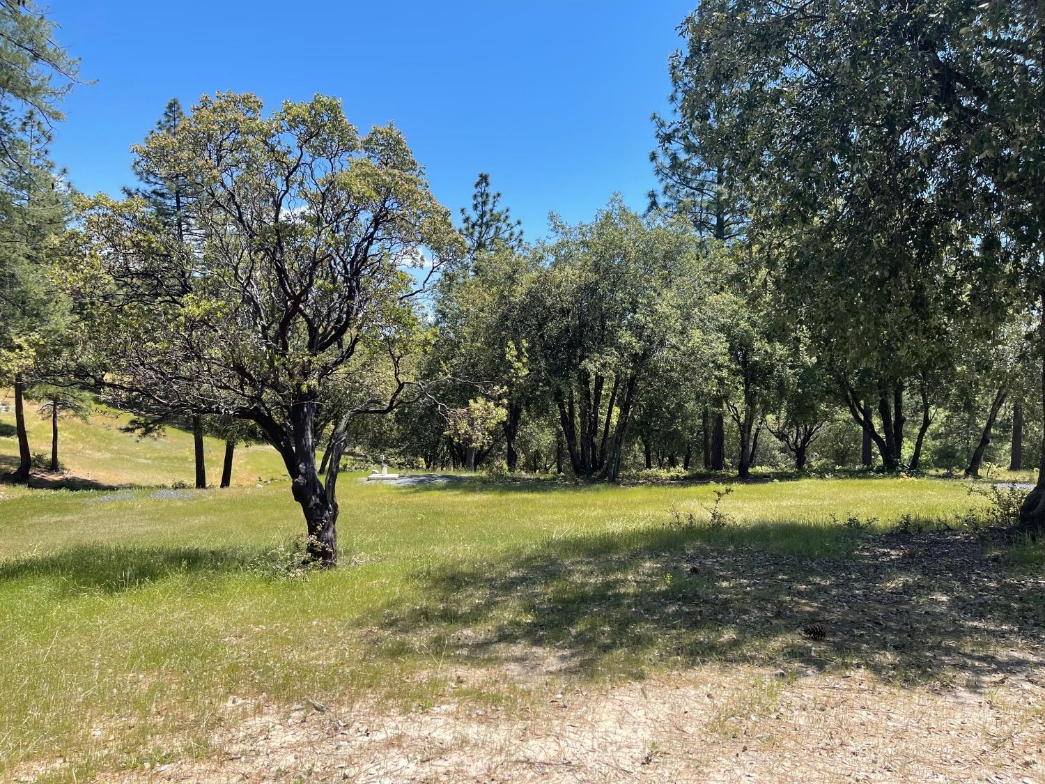 Fiske Hill Road, Coulterville, California image 8