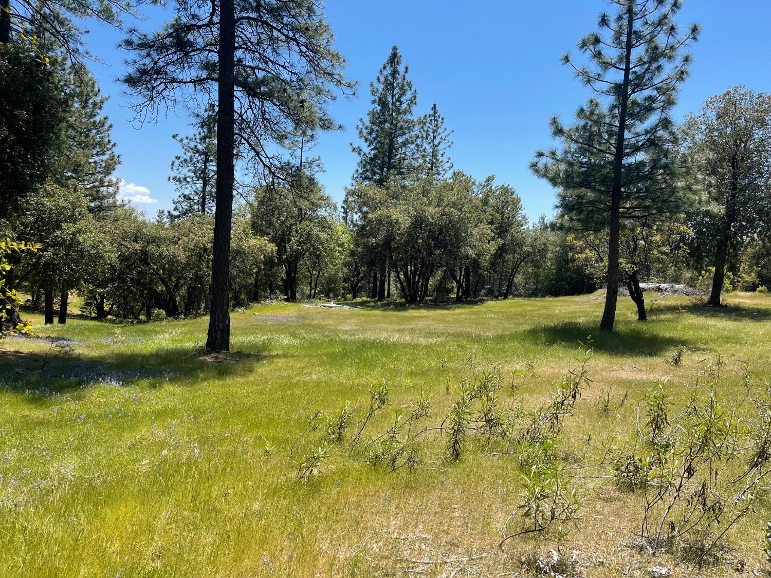 Fiske Hill Road, Coulterville, California image 18