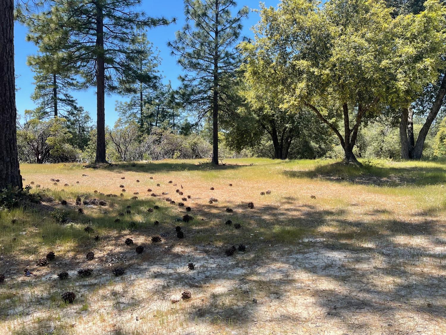 Fiske Hill Road, Coulterville, California image 12