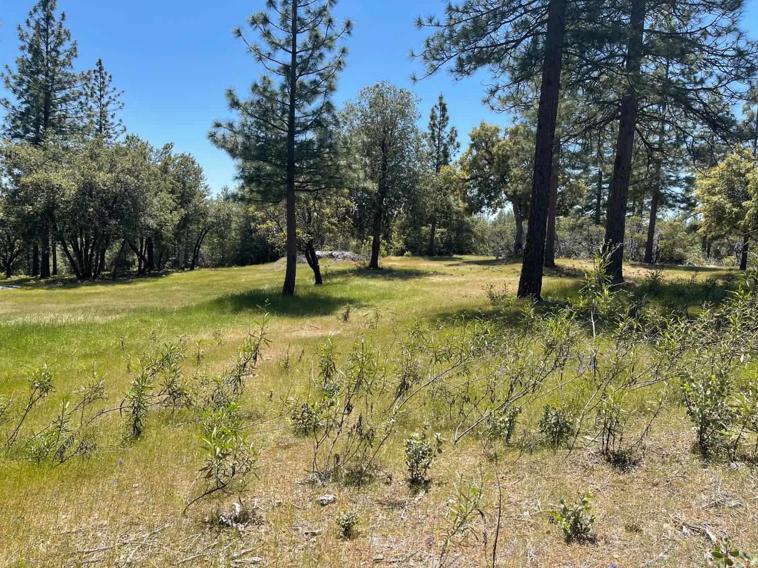 Fiske Hill Road, Coulterville, California image 17
