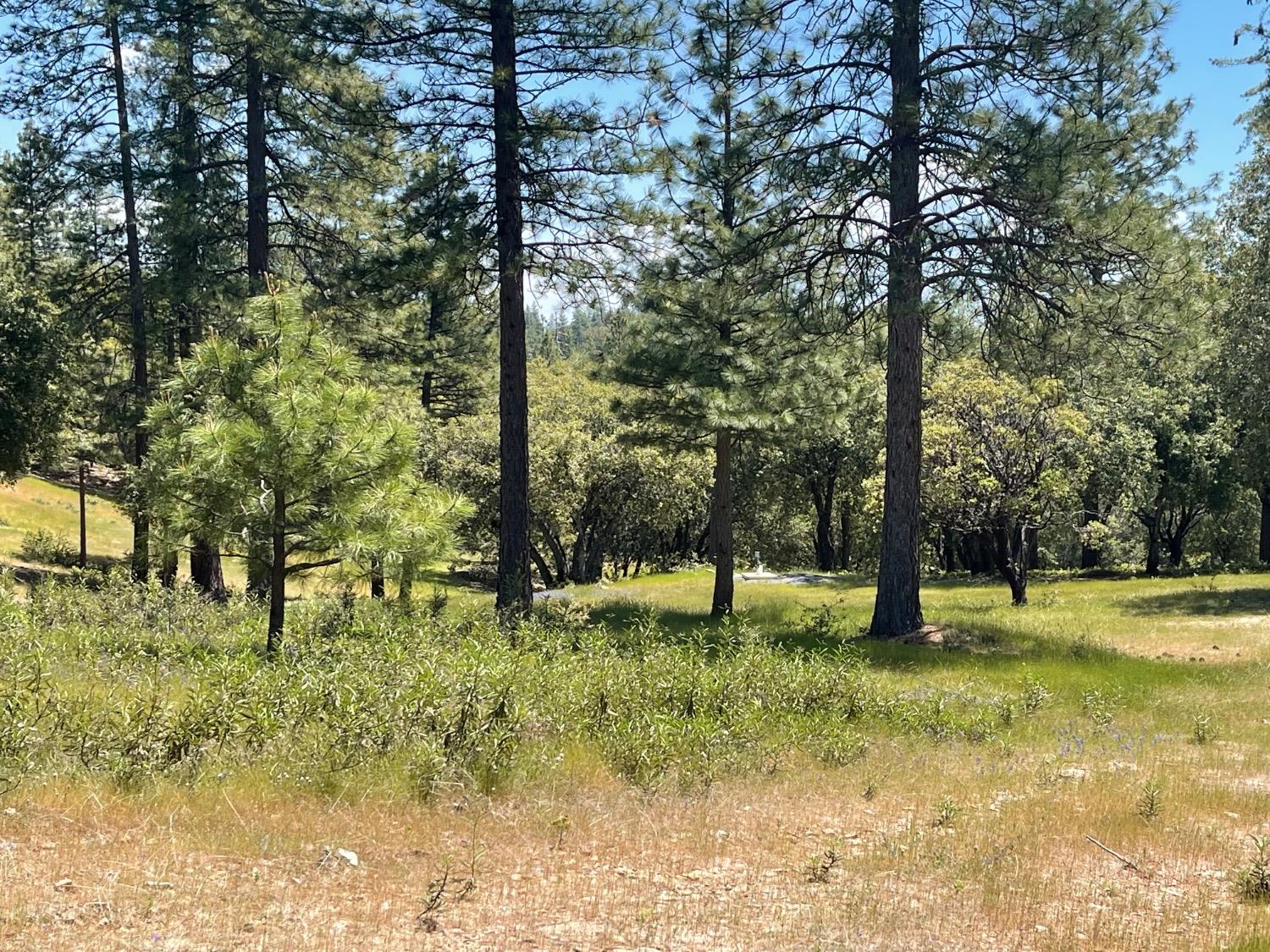 Fiske Hill Road, Coulterville, California image 5