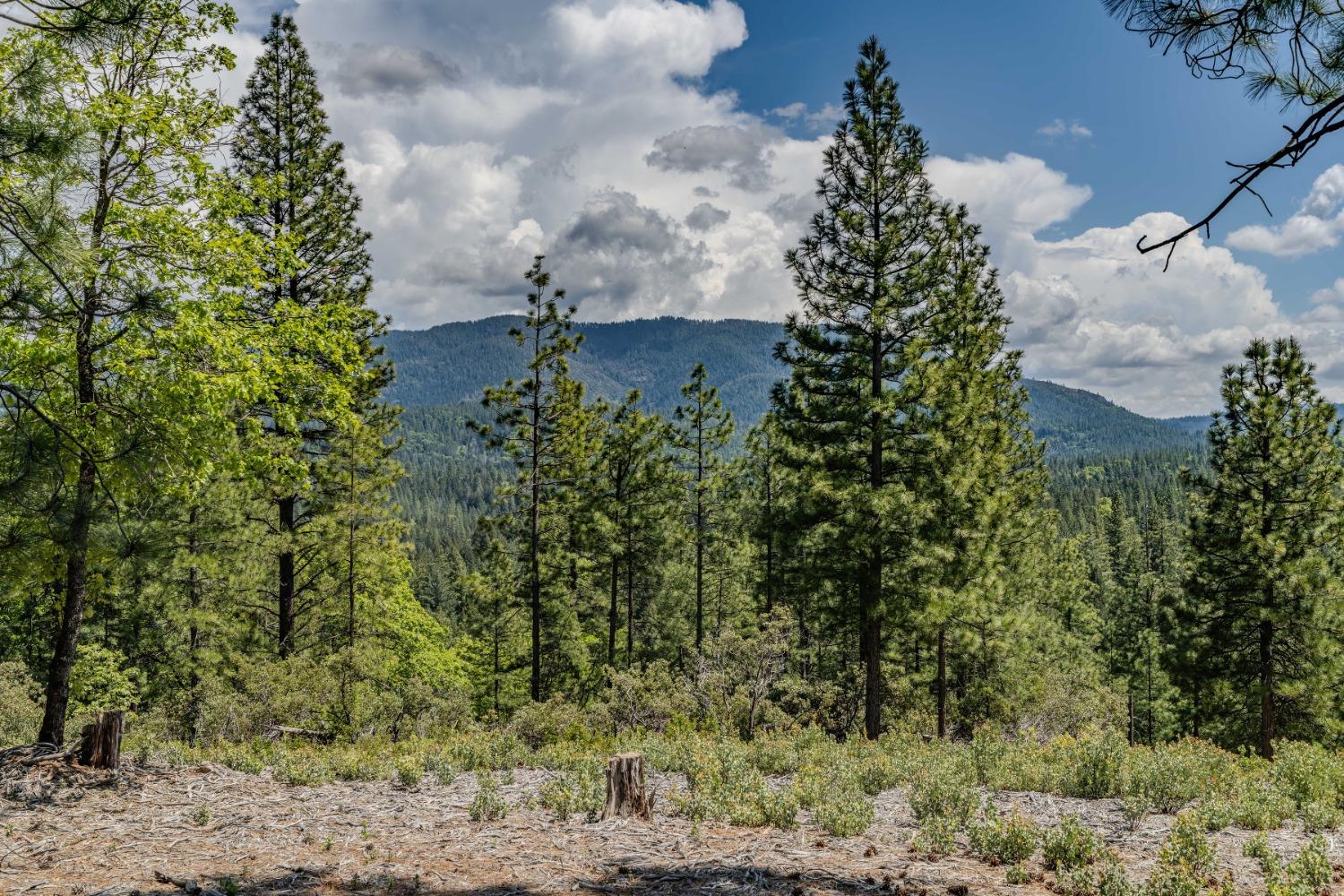 Detail Gallery Image 37 of 57 For 7250 Mitchell Mill Rd, Wilseyville,  CA 95257 - 3 Beds | 1 Baths